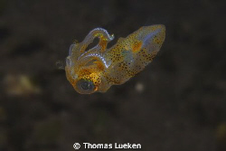 found in Lembeh; D200 by Thomas Lueken 
